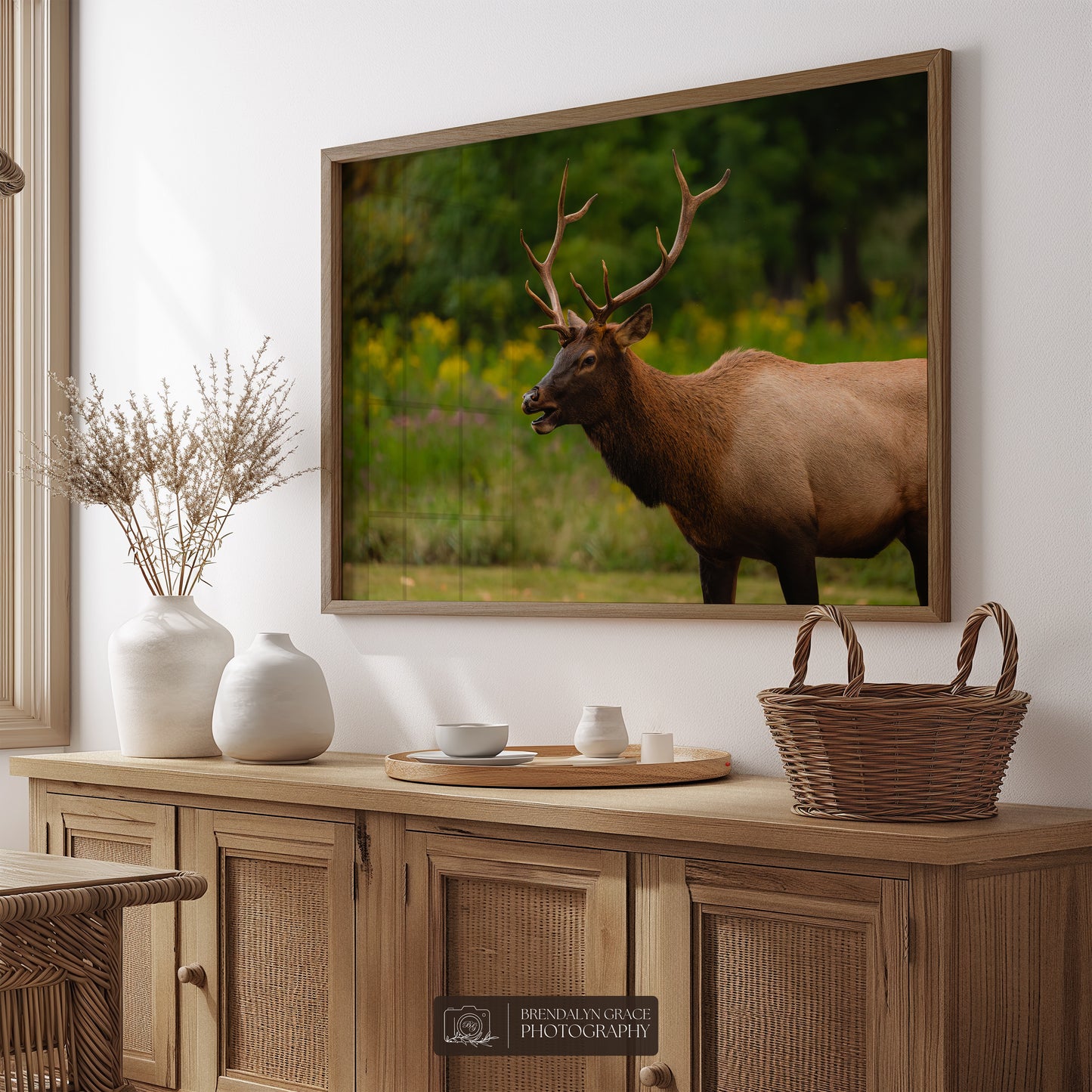 Young Bull Elk of the Smokies