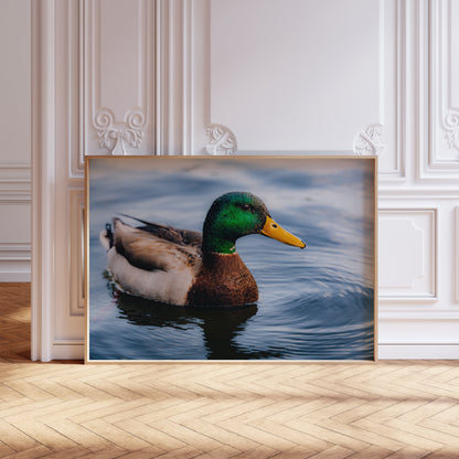 Lake Burton Mallard Duck