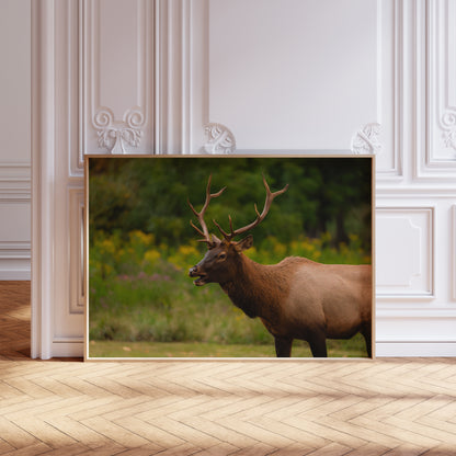 Young Bull Elk of the Smokies