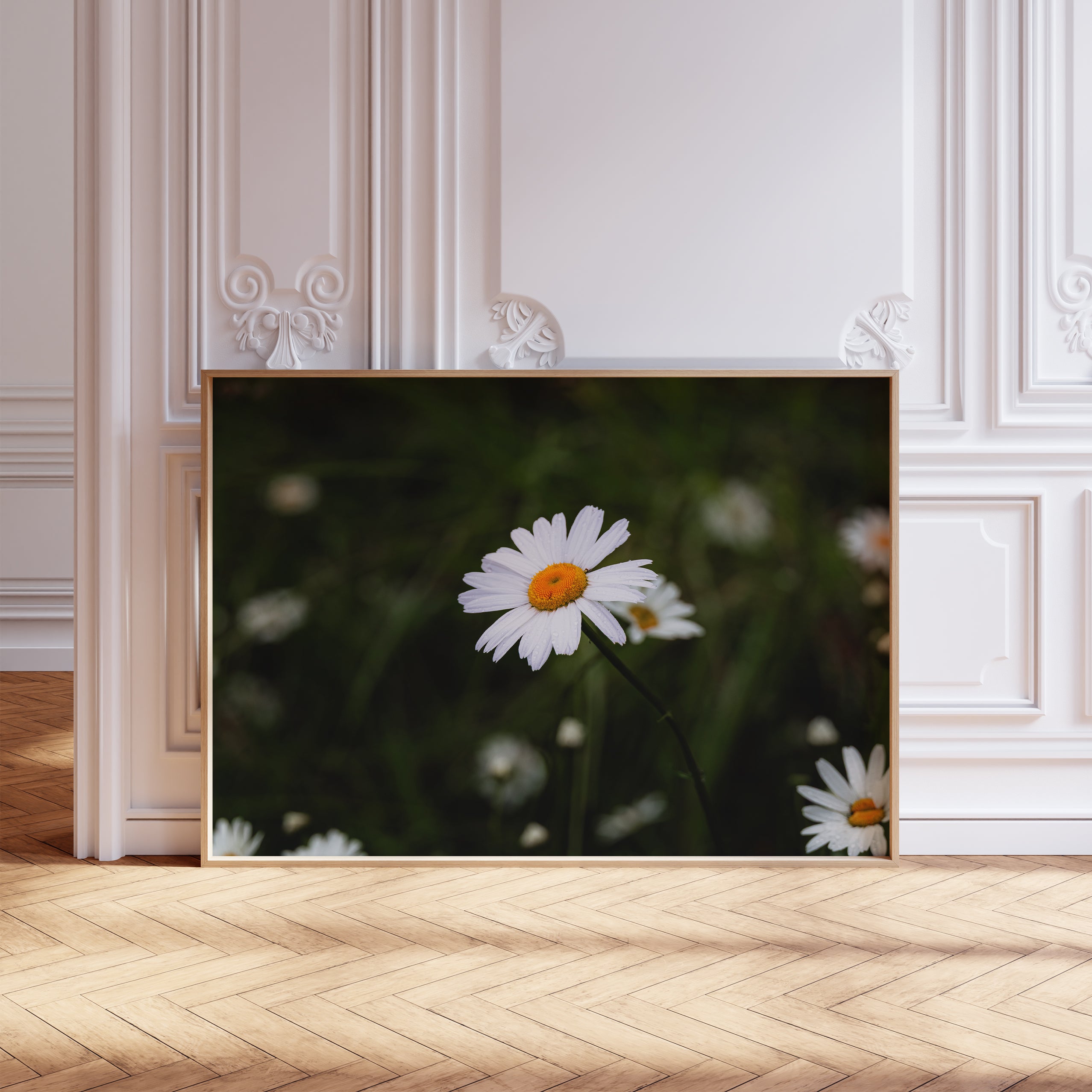A Wild Daisy – Brendalyn Grace Photography