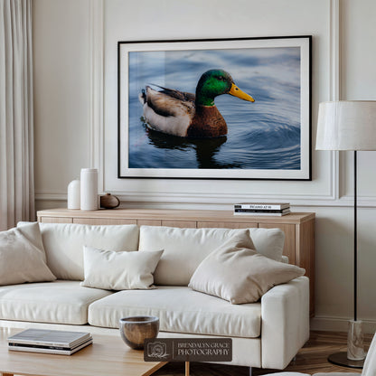 Lake Burton Mallard Duck