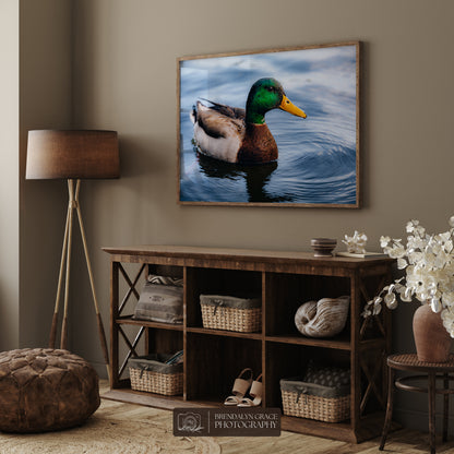 Lake Burton Mallard Duck