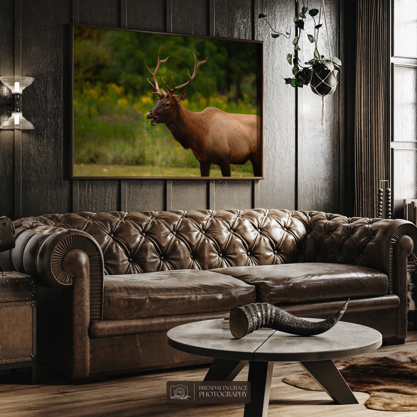 Young Bull Elk of the Smokies