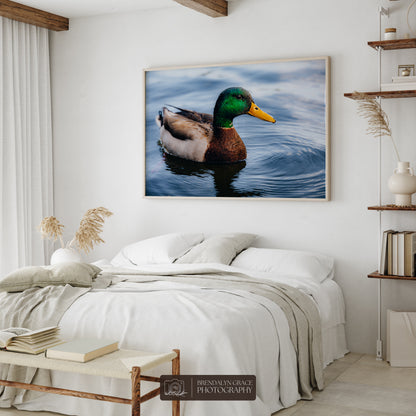 Lake Burton Mallard Duck