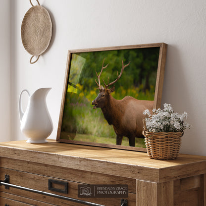 Young Bull Elk of the Smokies