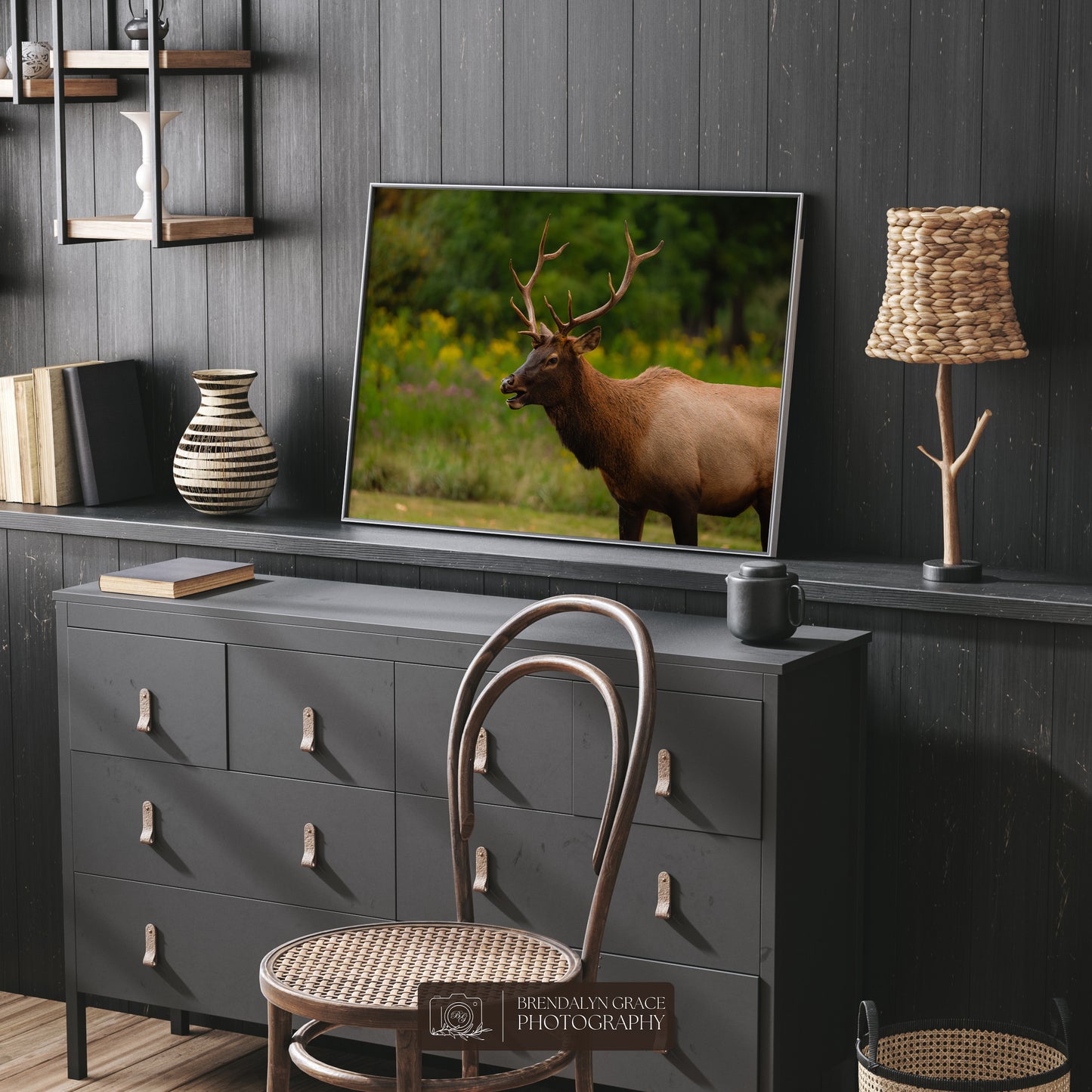 Young Bull Elk of the Smokies