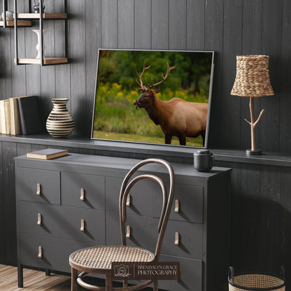 Young Bull Elk of the Smokies