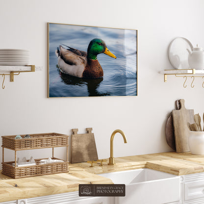 Lake Burton Mallard Duck