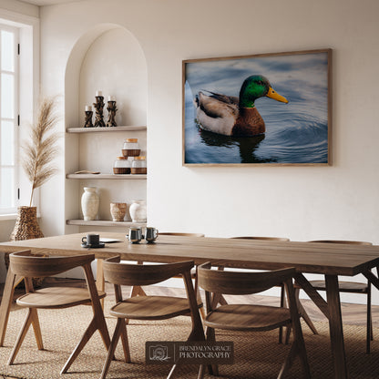 Lake Burton Mallard Duck