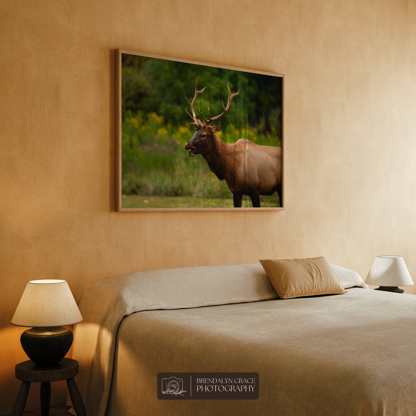 Young Bull Elk of the Smokies