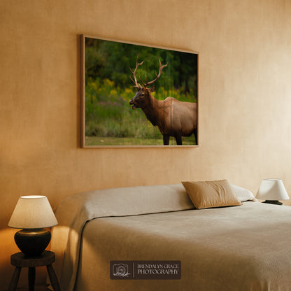 Young Bull Elk of the Smokies