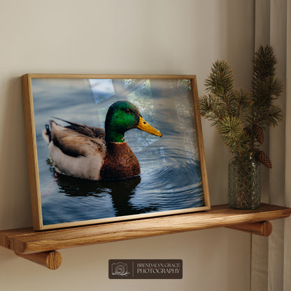 Lake Burton Mallard Duck