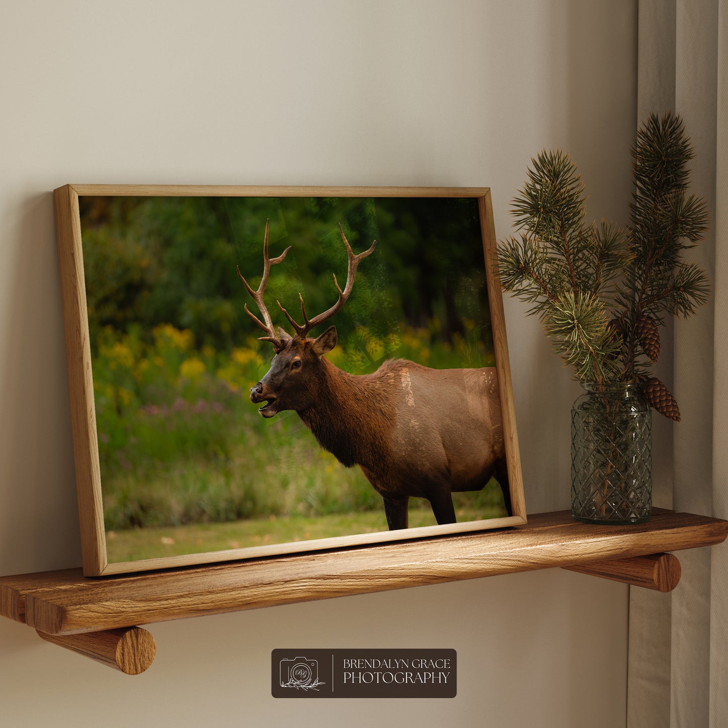 Young Bull Elk of the Smokies