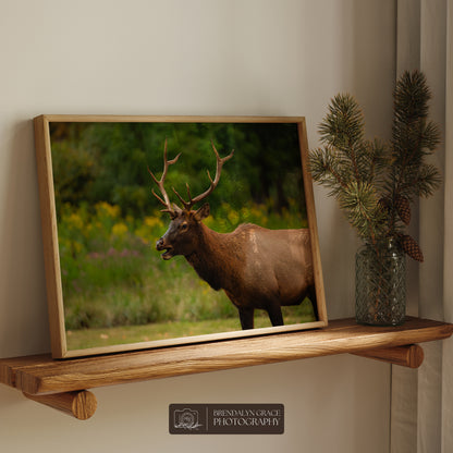 Young Bull Elk of the Smokies