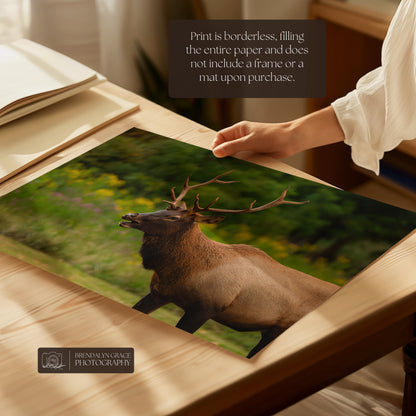 Young Bull Elk of the Smokies