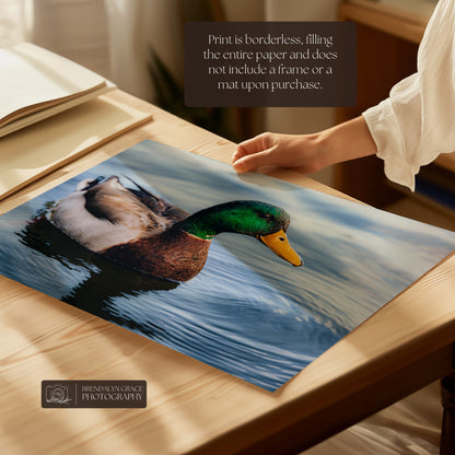 Lake Burton Mallard Duck