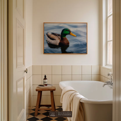 Lake Burton Mallard Duck