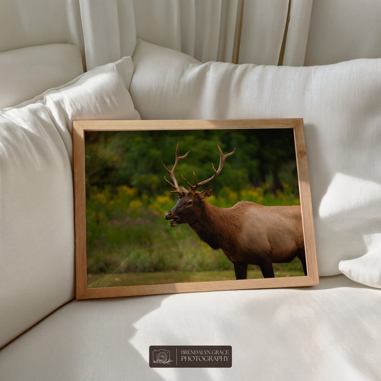 Young Bull Elk of the Smokies