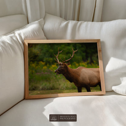 Young Bull Elk of the Smokies