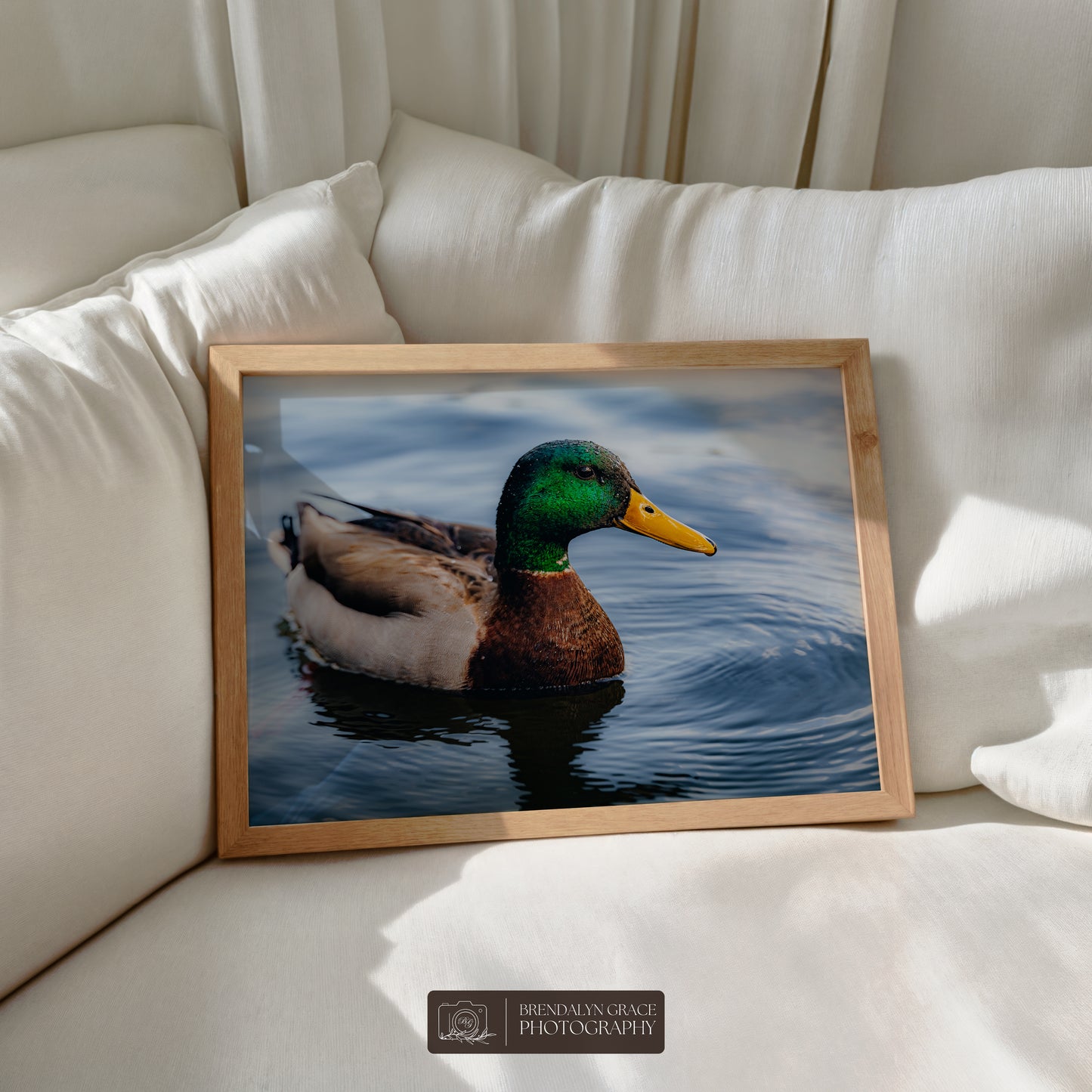 Lake Burton Mallard Duck