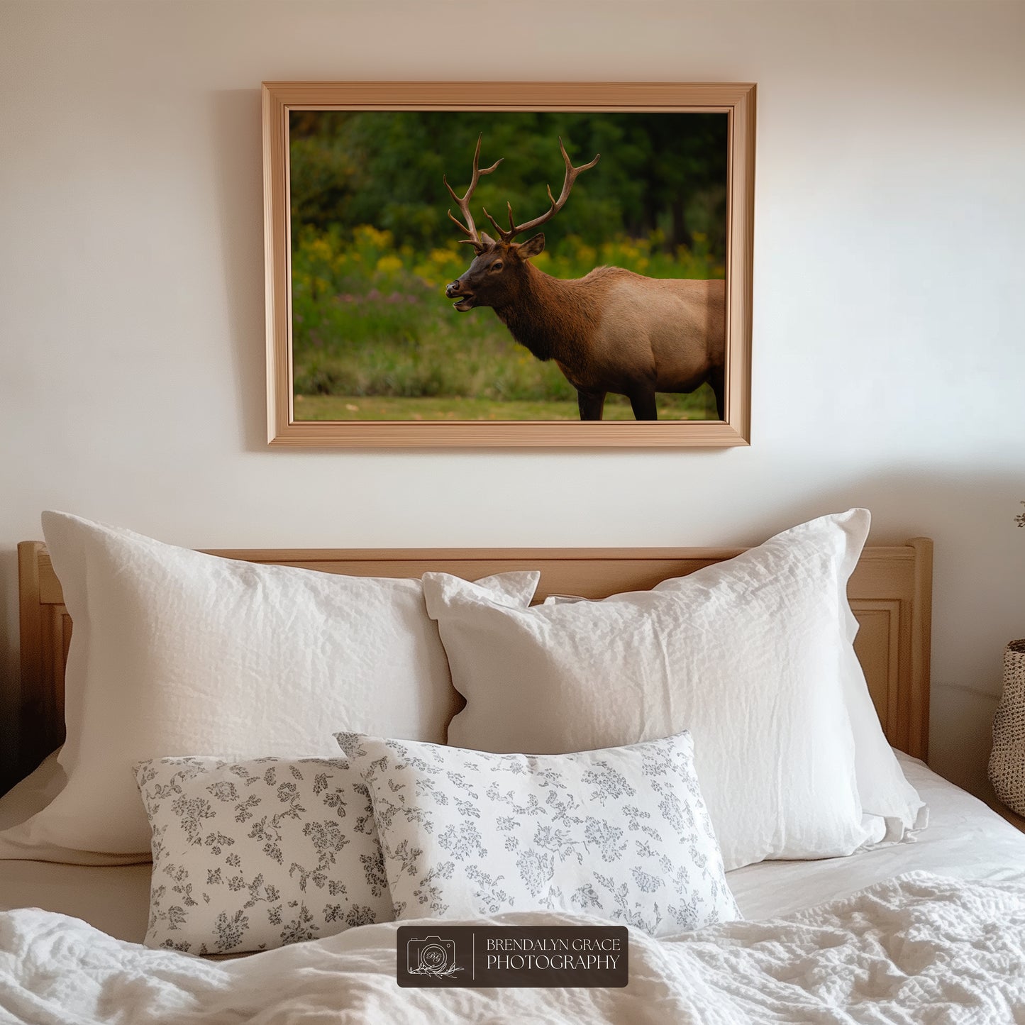 Young Bull Elk of the Smokies