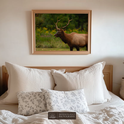 Young Bull Elk of the Smokies