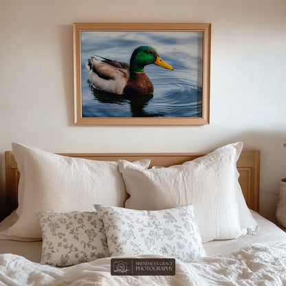 Lake Burton Mallard Duck