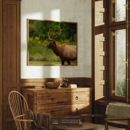 Young Bull Elk of the Smokies