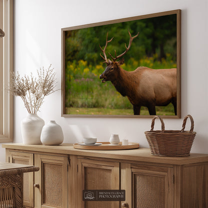 Young Bull Elk of the Smokies