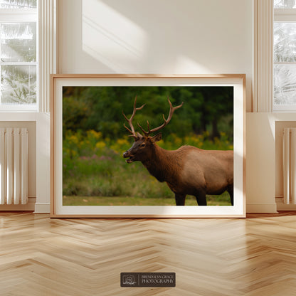 Young Bull Elk of the Smokies