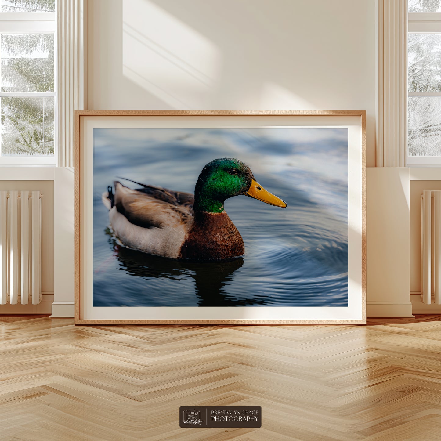 Lake Burton Mallard Duck